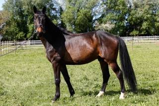 Gelding KWPN Dutch Warmblood For sale 2020 Dark Bay