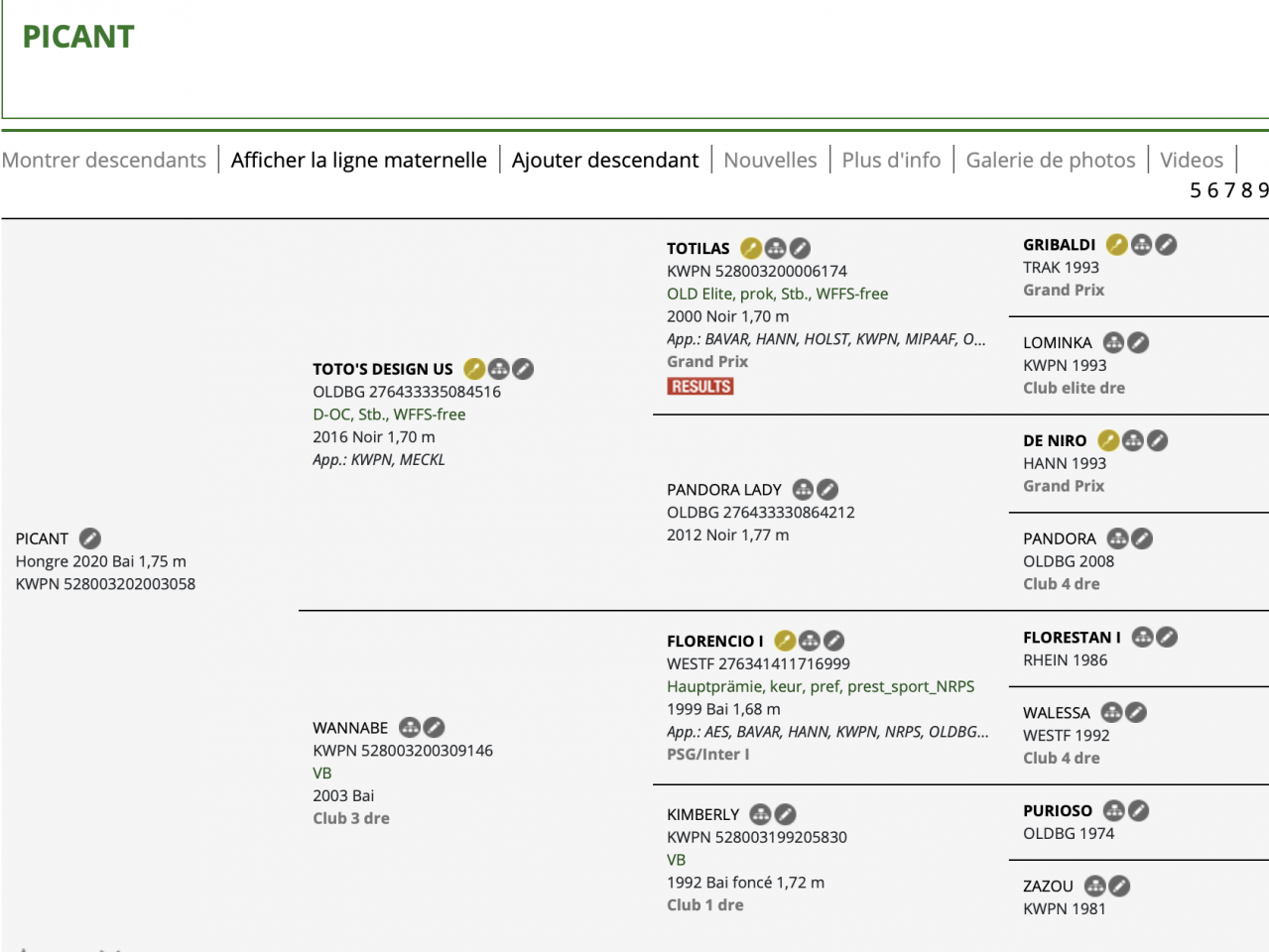 Gelding KWPN Dutch Warmblood For sale 2020 Dark Bay