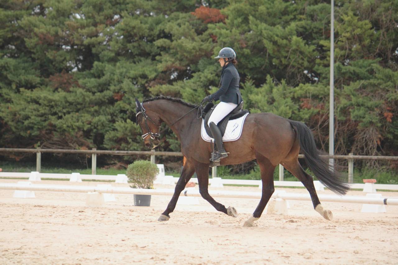 Gelding KWPN Dutch Warmblood For sale 2020 Dark Bay
