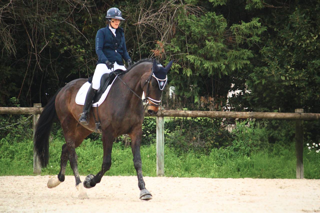 Gelding KWPN Dutch Warmblood For sale 2020 Dark Bay