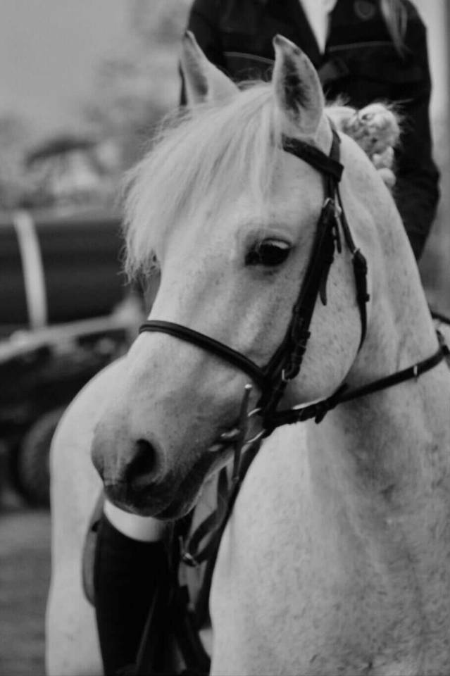 Voyage d'Arquetan - French Saddle Pony 2009 by Gribouille Villaud