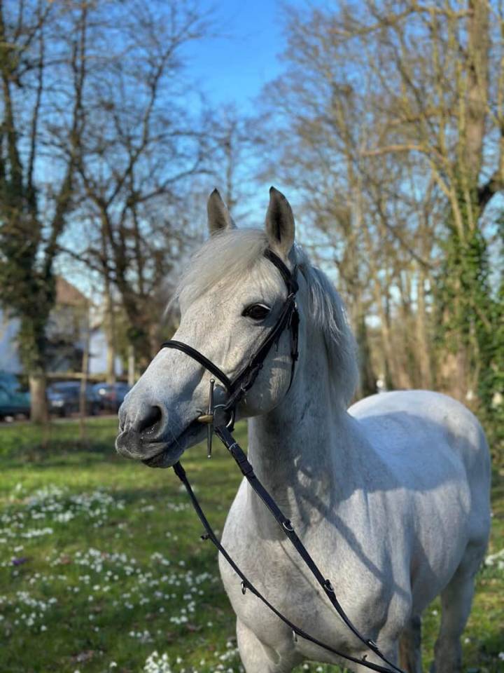 Voyage d'Arquetan - French Saddle Pony 2009 by Gribouille Villaud