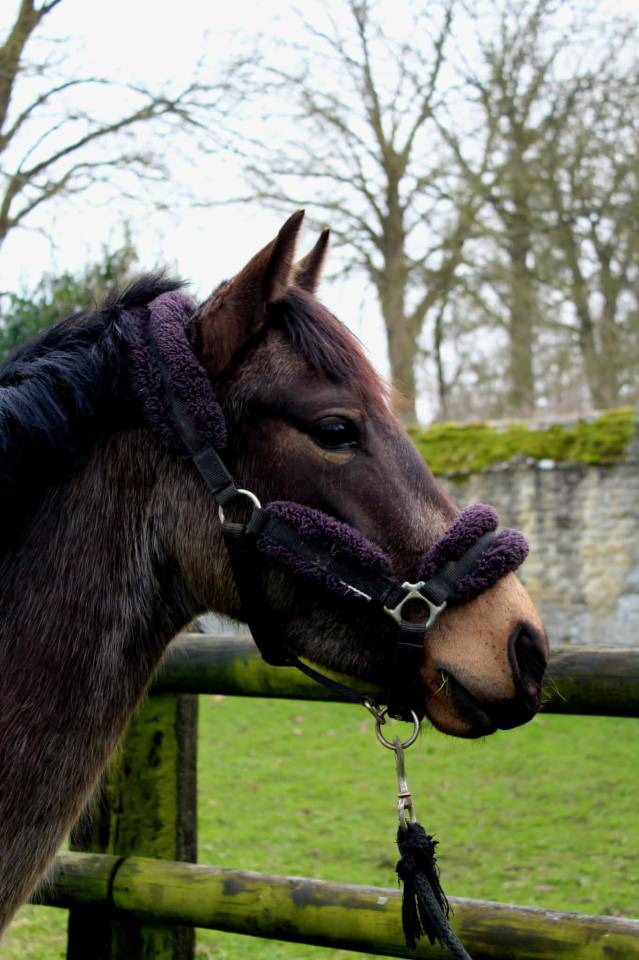 Mare French Saddle Pony For sale 2022 Buckskin