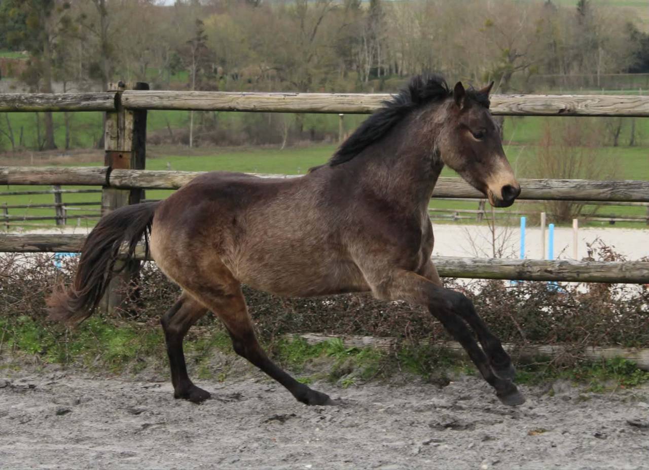 Mare French Saddle Pony For sale 2022 Buckskin