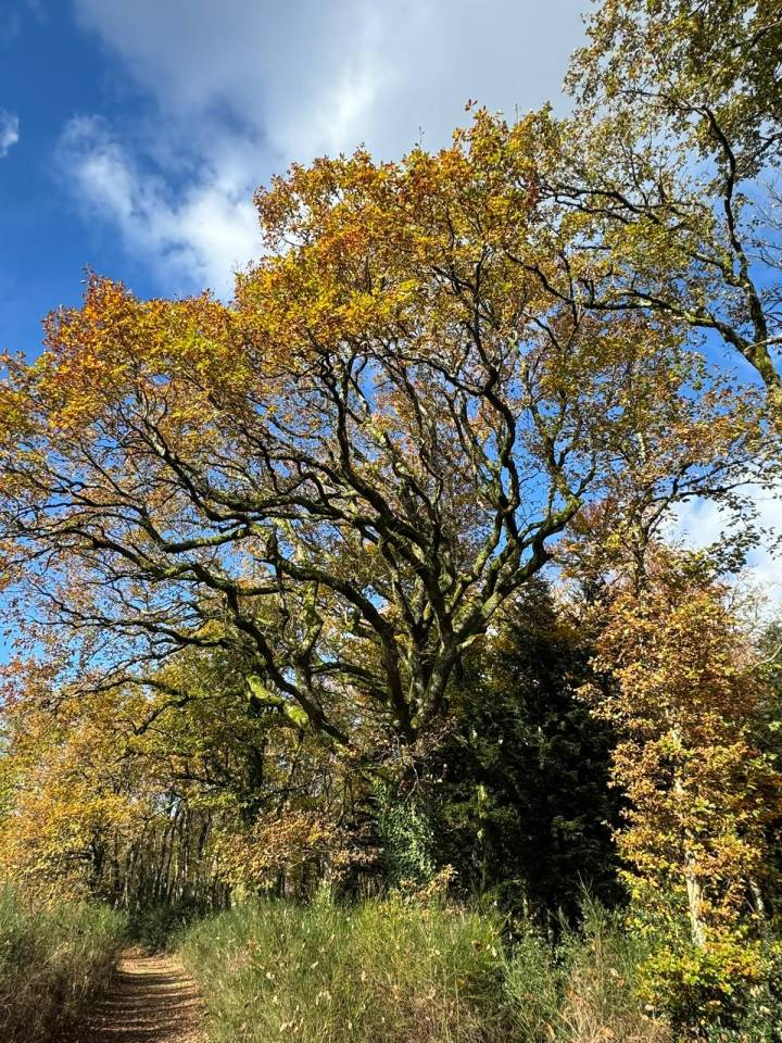 Equestrian property  Haute-Vienne