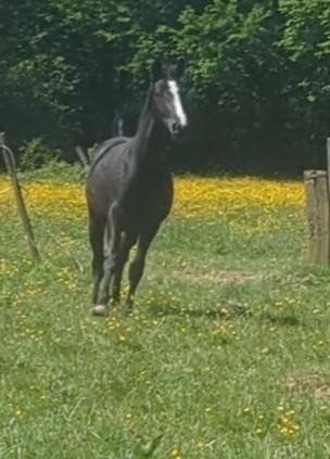 Mare Zangersheide For sale 2023 Black