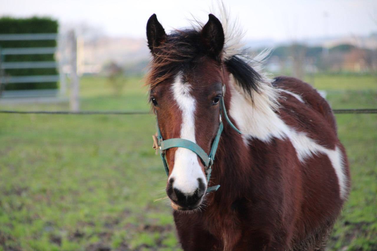 Colt Connemara For sale 2025 Coloured