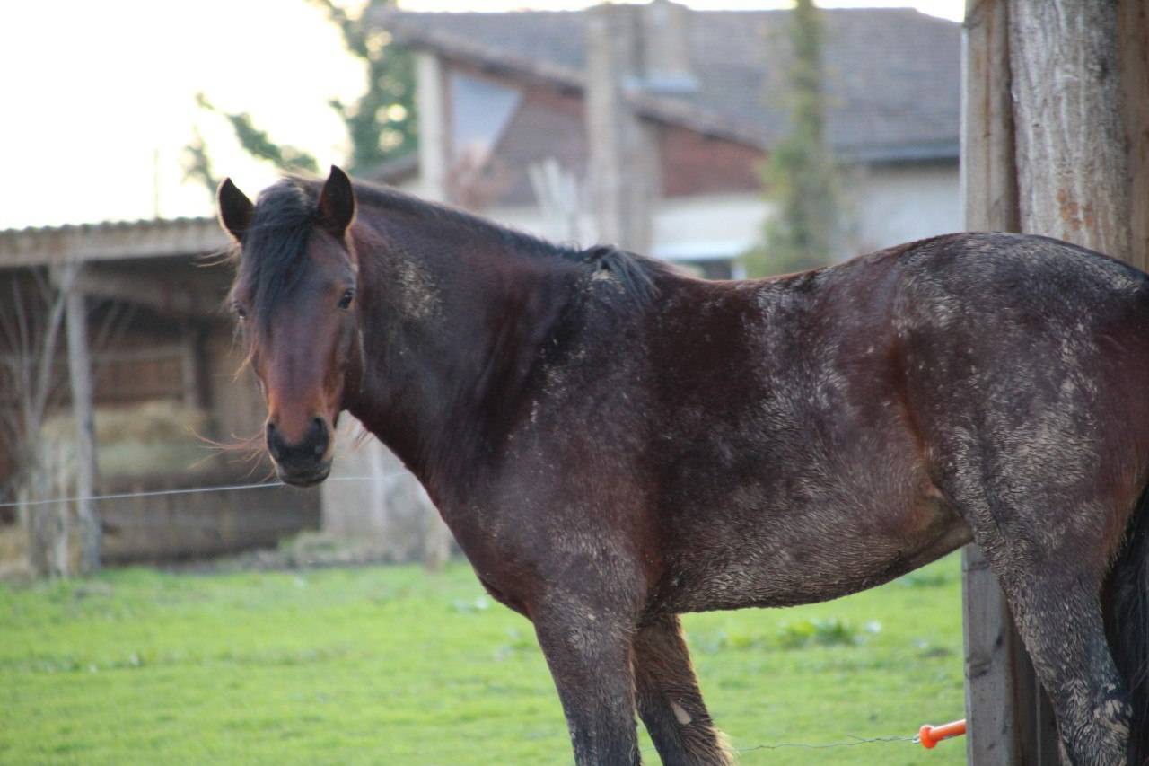 Colt Connemara For sale 2025 Coloured