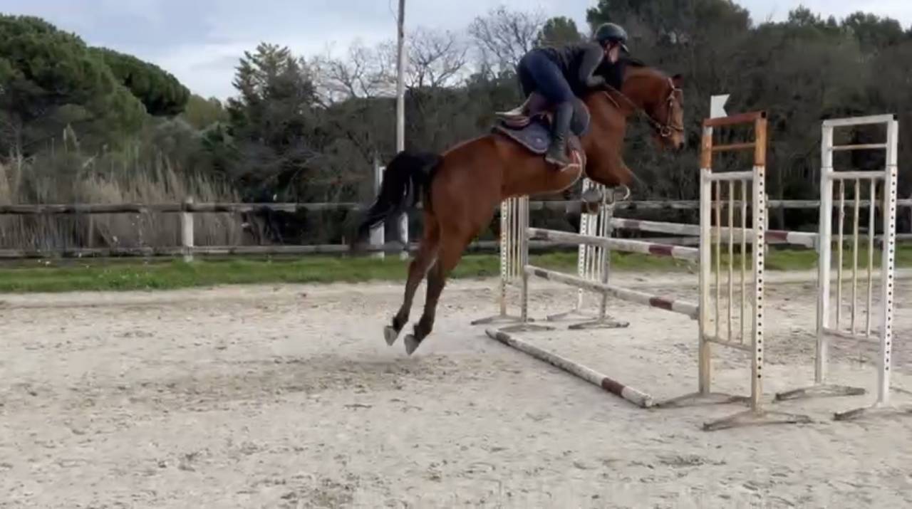 Gelding Selle Fran&ccedil;ais For sale 2018 Bay