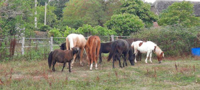Colt No Origin Recorded For sale 2024 Silver dapple
