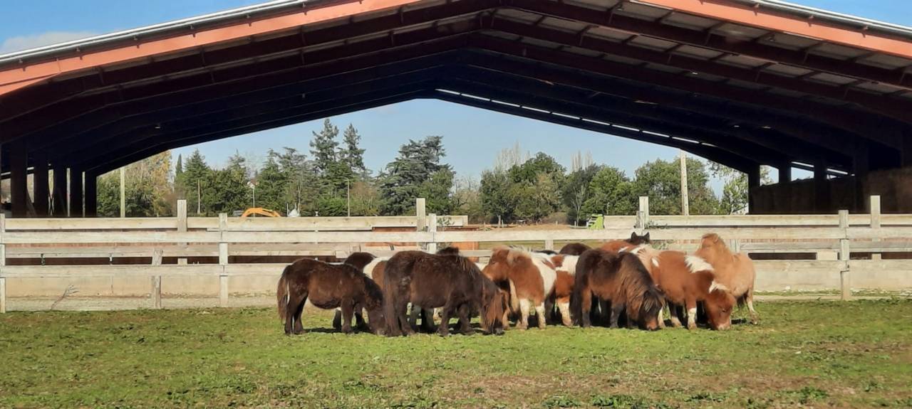 Colt No Origin Recorded For sale 2024 Silver dapple