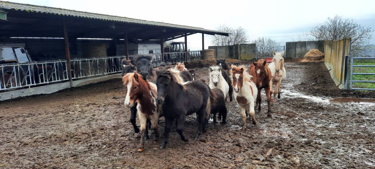 Colt No Origin Recorded For sale 2024 Silver dapple