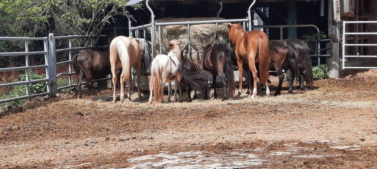 Colt No Origin Recorded For sale 2024 Silver dapple