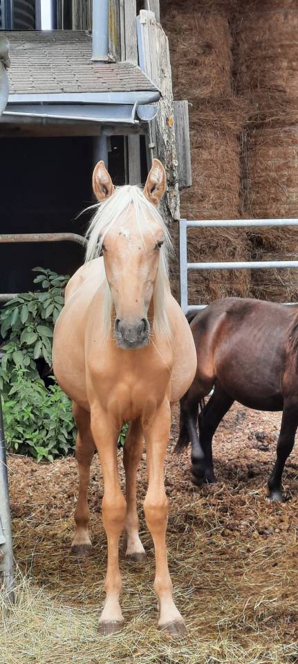 Colt No Origin Recorded For sale 2024 Silver dapple