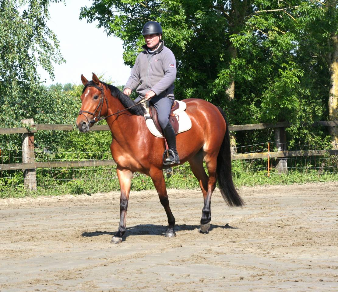 Mare sBs Belgian Warmblood For sale 2022 Bay