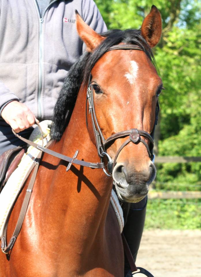 Mare sBs Belgian Warmblood For sale 2022 Bay