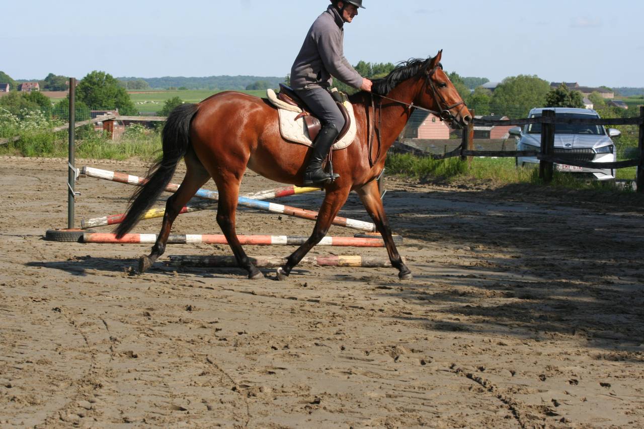 Mare sBs Belgian Warmblood For sale 2022 Bay