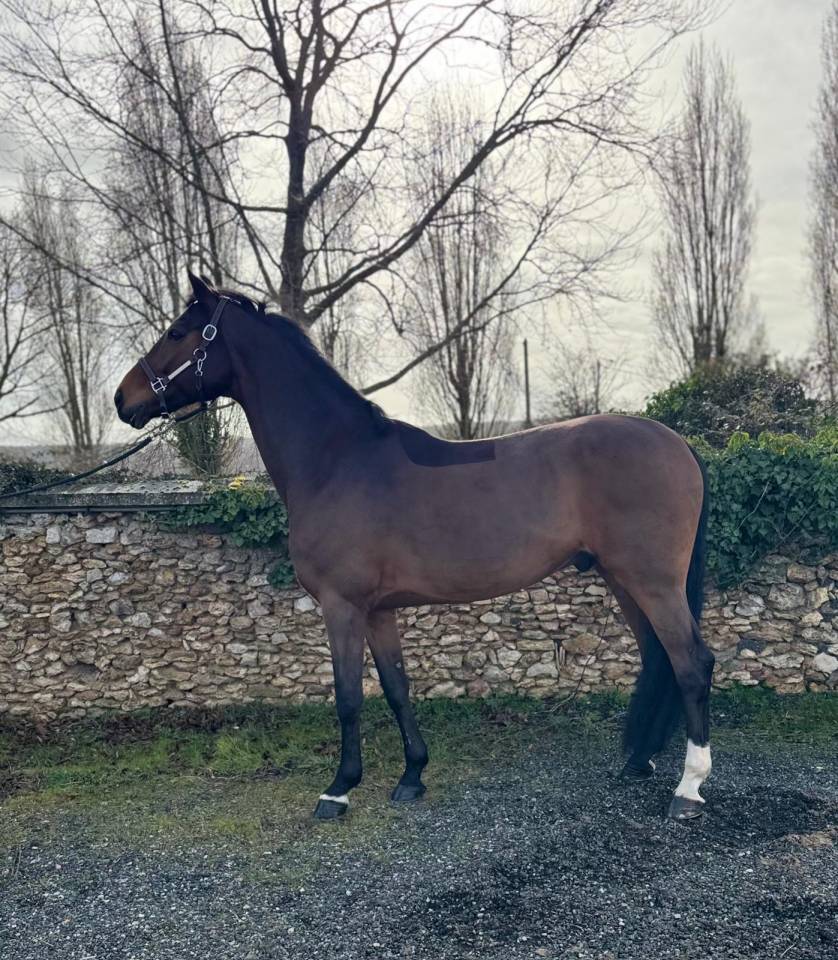 Gelding Zangersheide For sale 2014 Bay