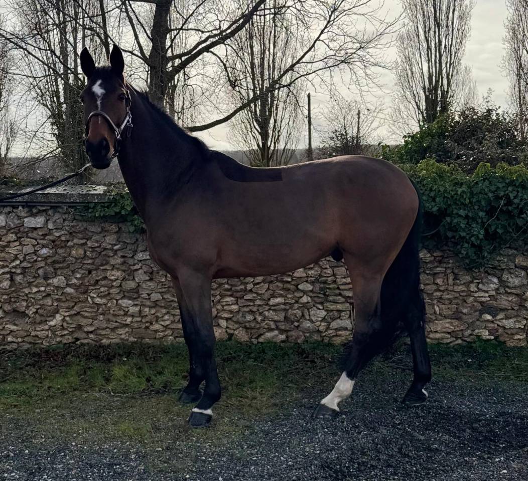 Gelding Zangersheide For sale 2014 Bay