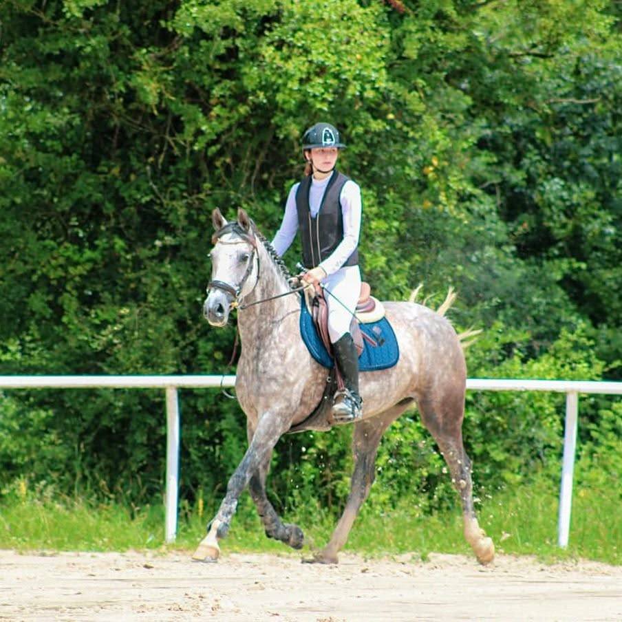 Mare French Saddle Pony For sale 2016 Grey
