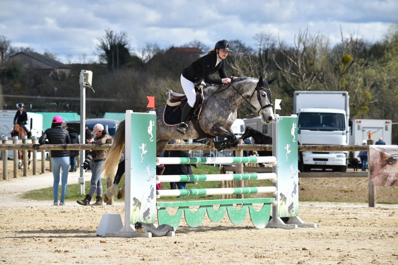 Mare French Saddle Pony For sale 2016 Grey