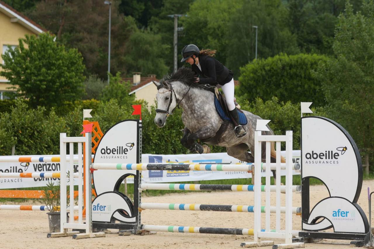 Mare French Saddle Pony For sale 2016 Grey