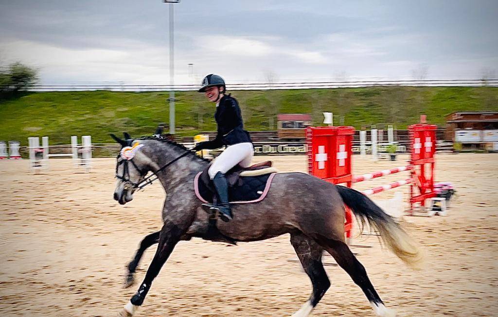 Mare French Saddle Pony For sale 2016 Grey