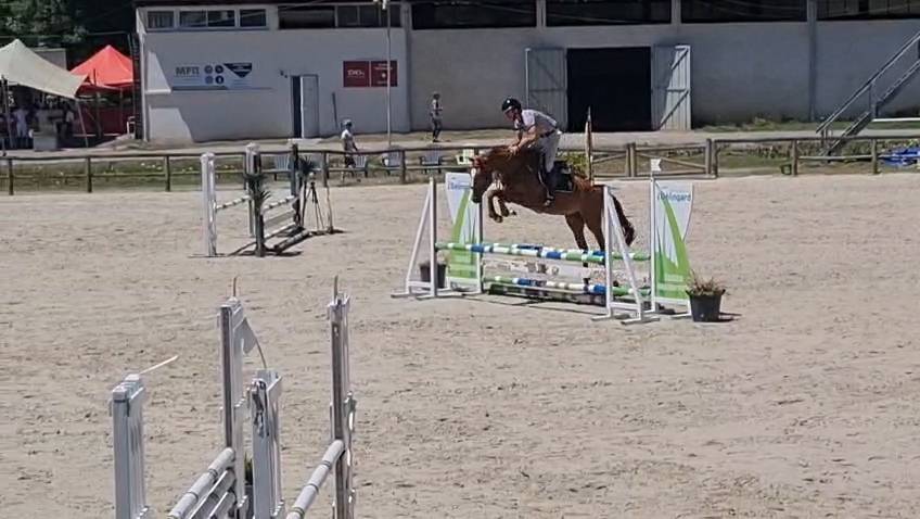 Gelding Origin Recorded For sale 2021 Chesnut