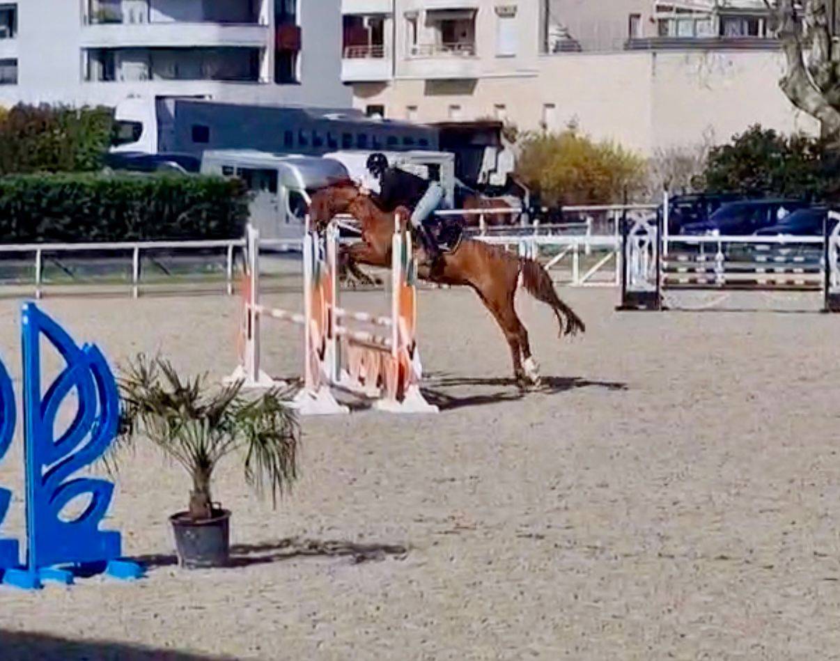 Gelding Origin Recorded For sale 2021 Chesnut