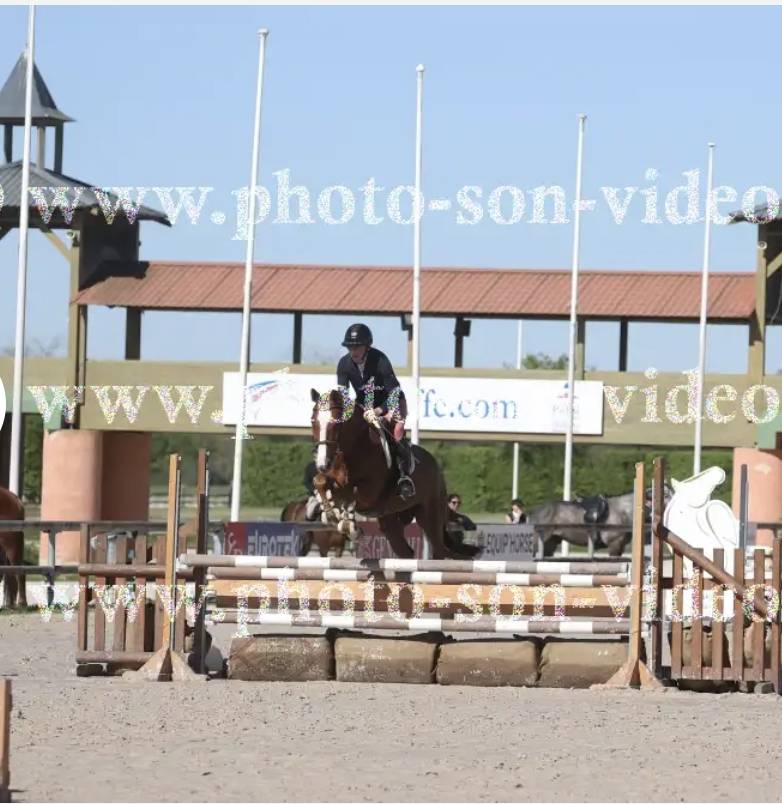 Gelding Origin Recorded For sale 2021 Chesnut