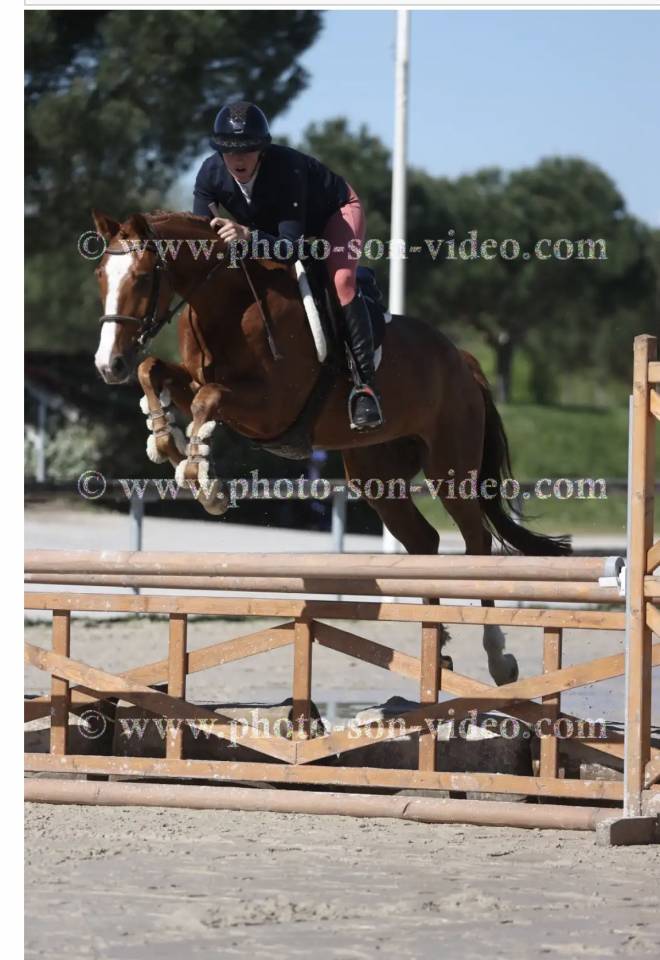 Gelding Origin Recorded For sale 2021 Chesnut