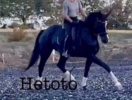 Mare Selle Fran&ccedil;ais For sale 2017 Black