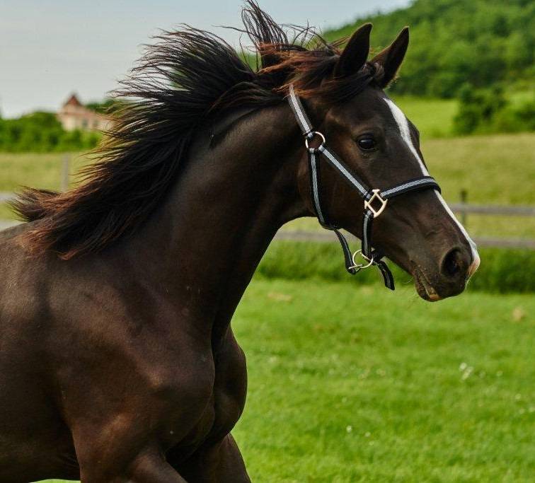 Mare Selle Fran&ccedil;ais For sale 2017 Black