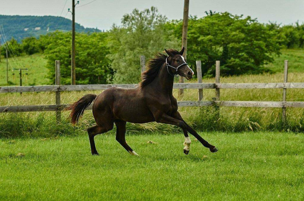 Mare Selle Fran&ccedil;ais For sale 2017 Black