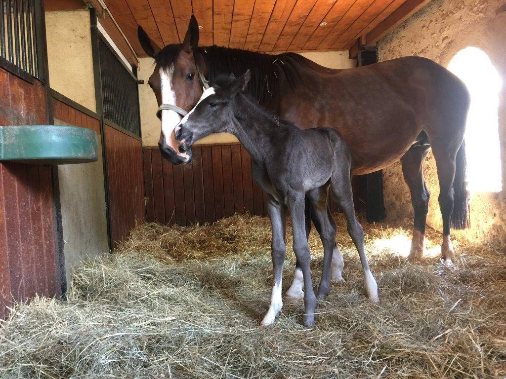 Mare Selle Fran&ccedil;ais For sale 2017 Black
