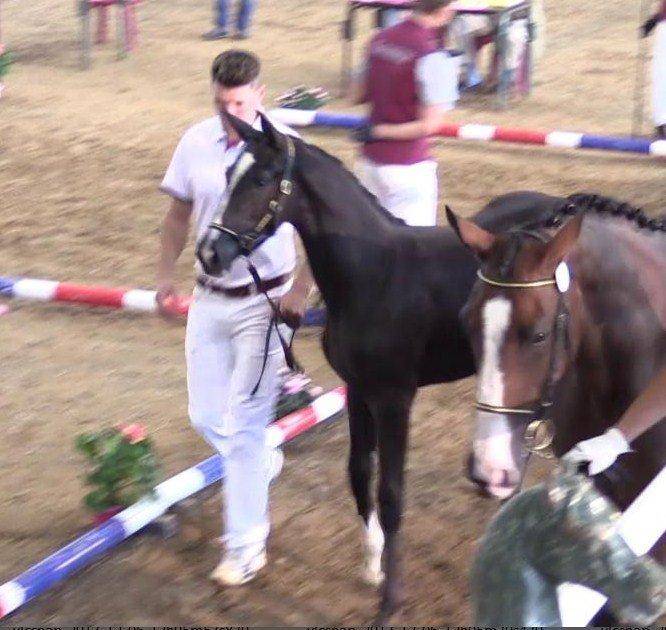 Mare Selle Fran&ccedil;ais For sale 2017 Black