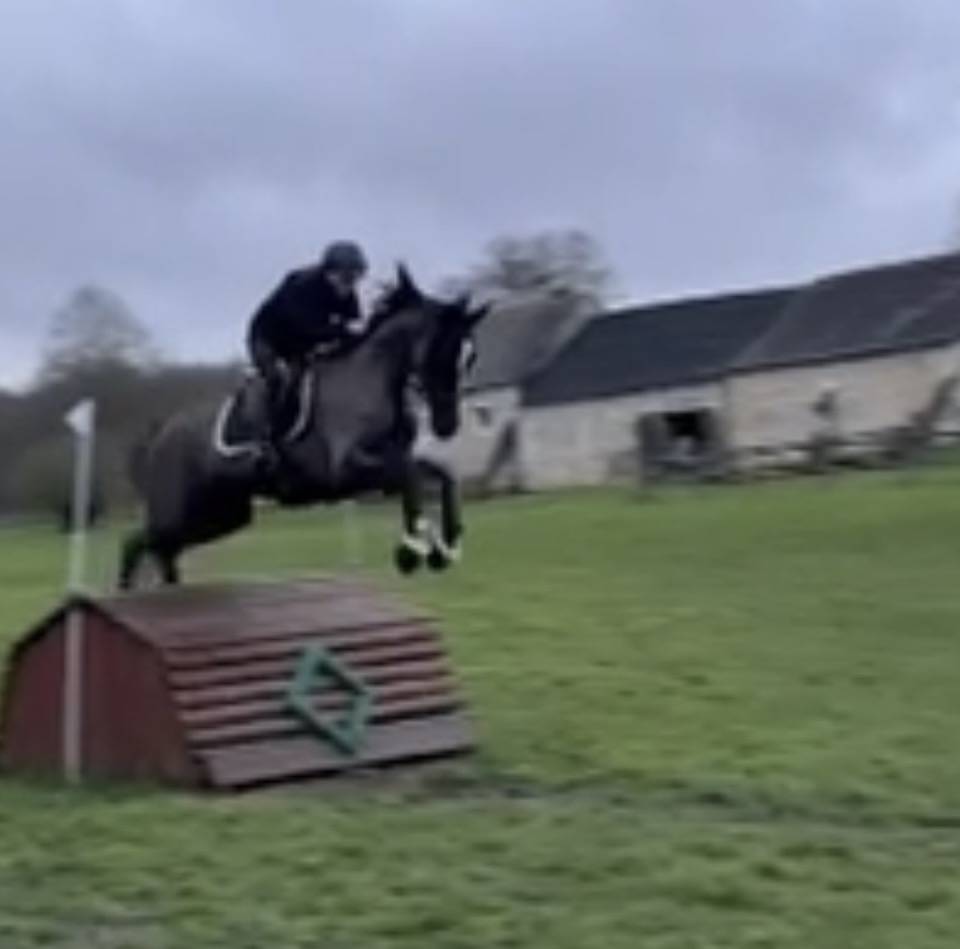 Mare Selle Fran&ccedil;ais For sale 2017 Black