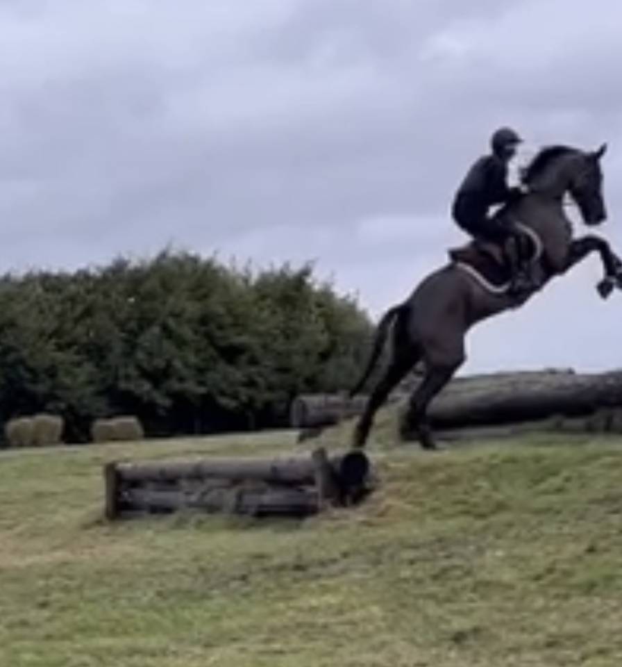 Mare Selle Fran&ccedil;ais For sale 2017 Black