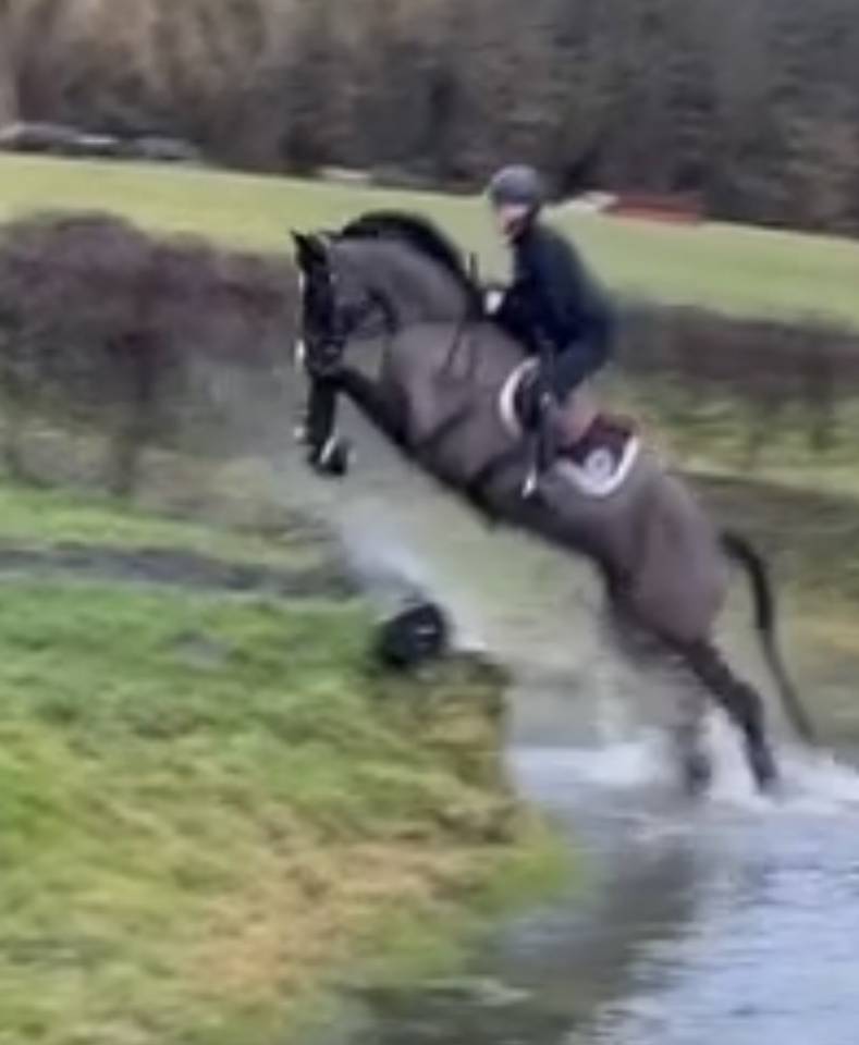 Mare Selle Fran&ccedil;ais For sale 2017 Black