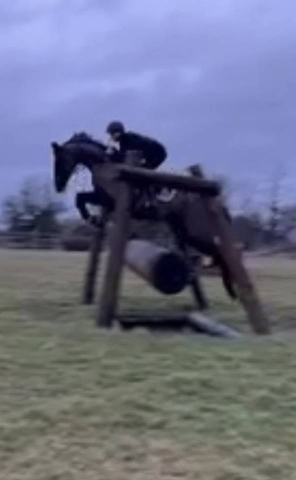 Mare Selle Fran&ccedil;ais For sale 2017 Black