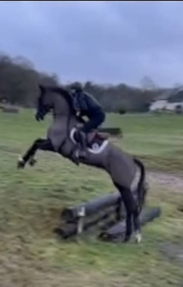 Mare Selle Fran&ccedil;ais For sale 2017 Black