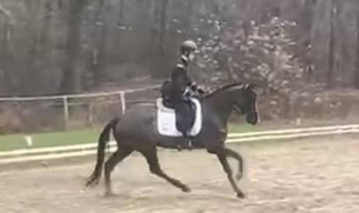 Mare Selle Fran&ccedil;ais For sale 2017 Black