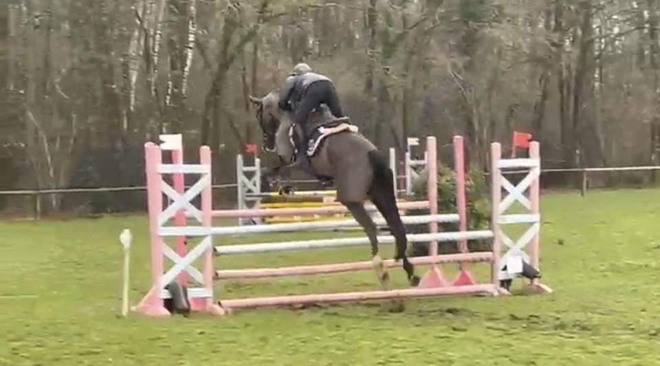 Mare Selle Fran&ccedil;ais For sale 2017 Black