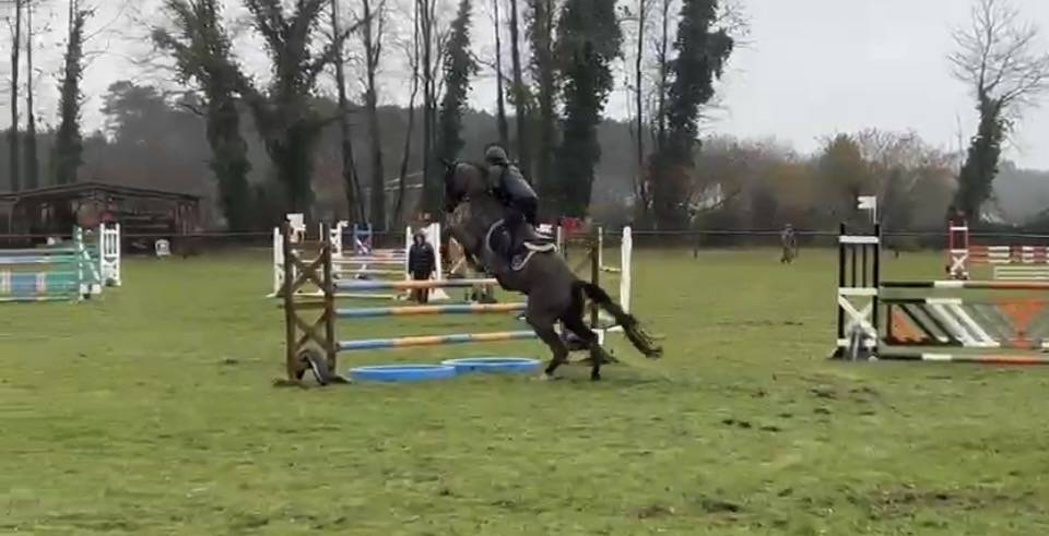 Mare Selle Fran&ccedil;ais For sale 2017 Black