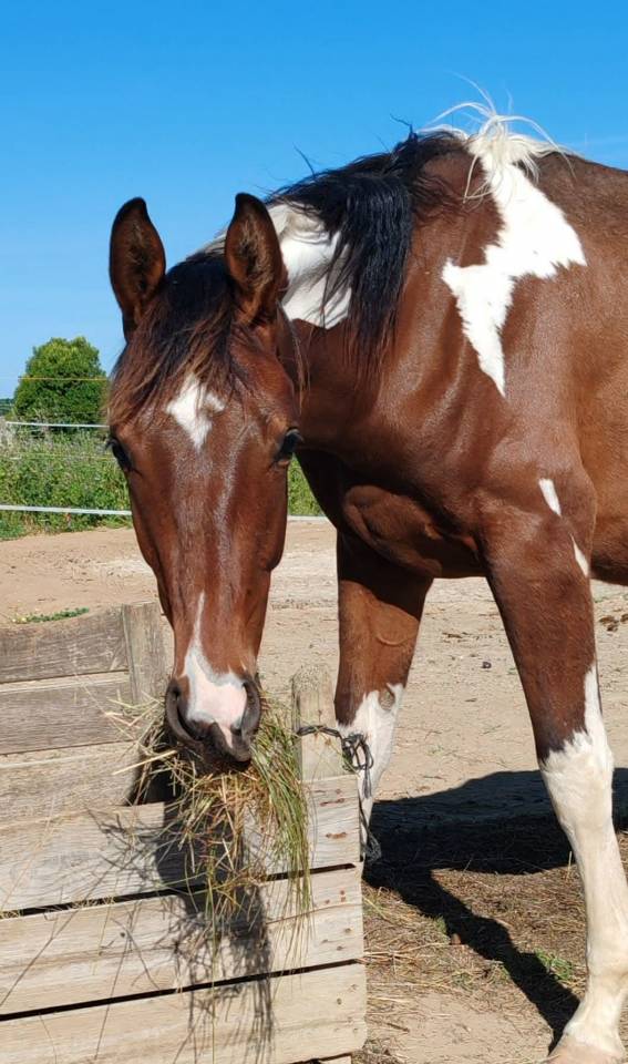 Stallion Zangersheide For sale 2024 Coloured