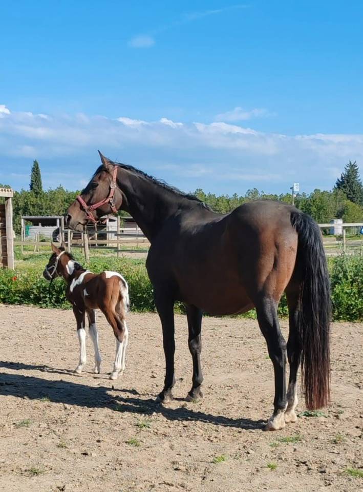 Stallion Zangersheide For sale 2024 Coloured