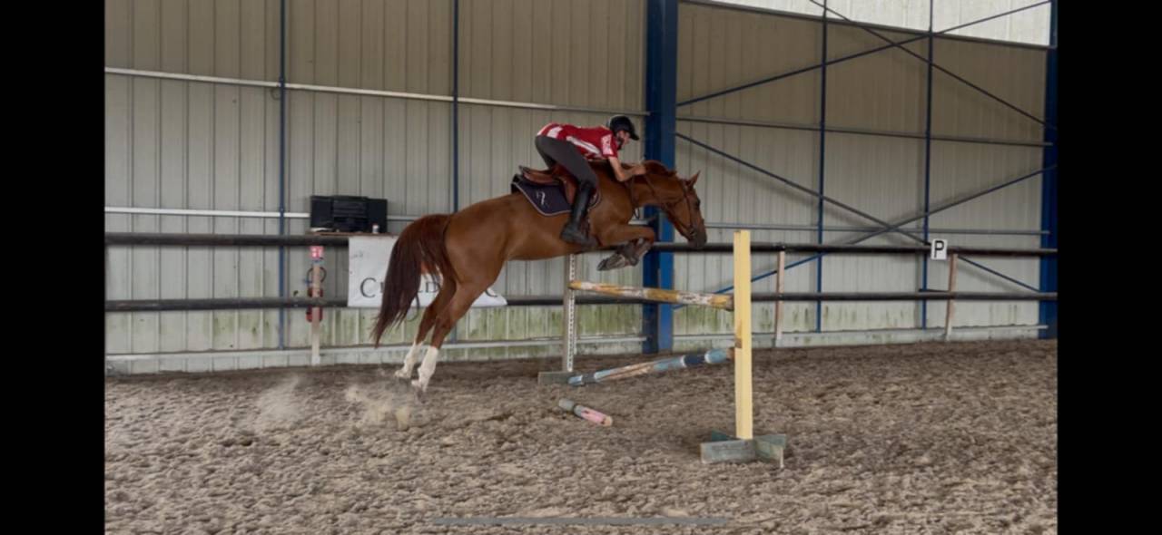 Gelding Selle Fran&ccedil;ais For sale 2020 Chesnut
