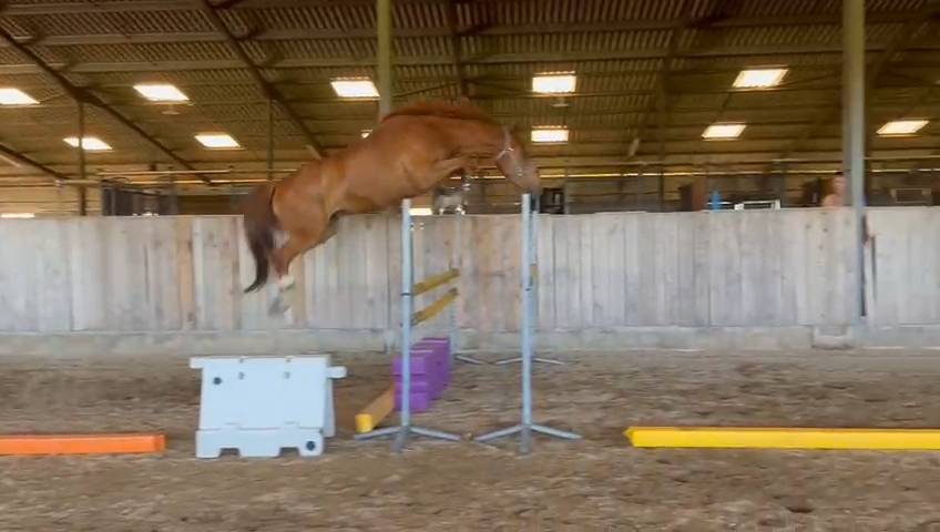 Gelding Selle Fran&ccedil;ais For sale 2020 Chesnut