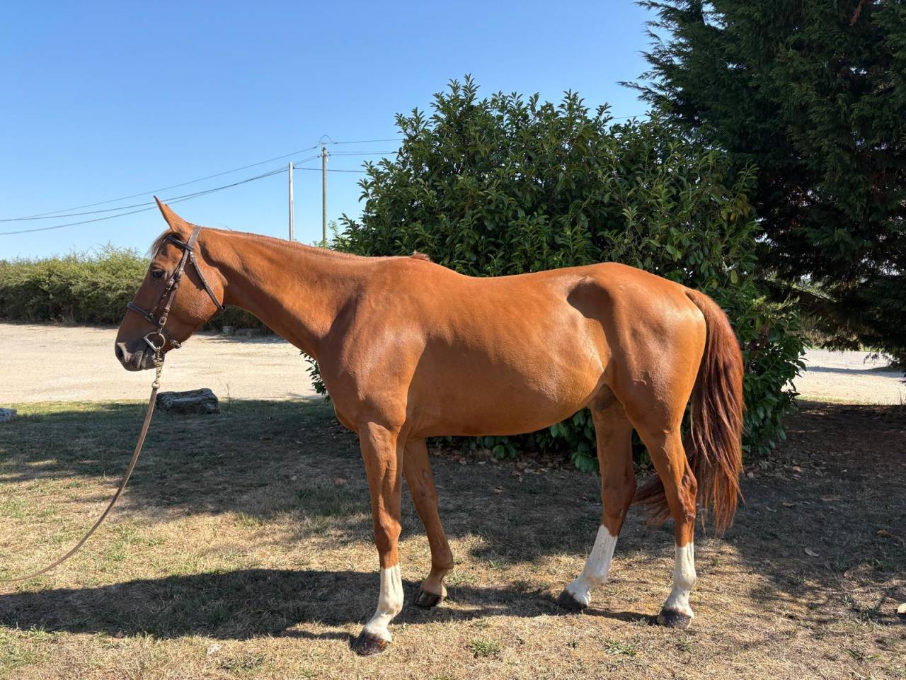 Gelding Selle Fran&ccedil;ais For sale 2020 Chesnut