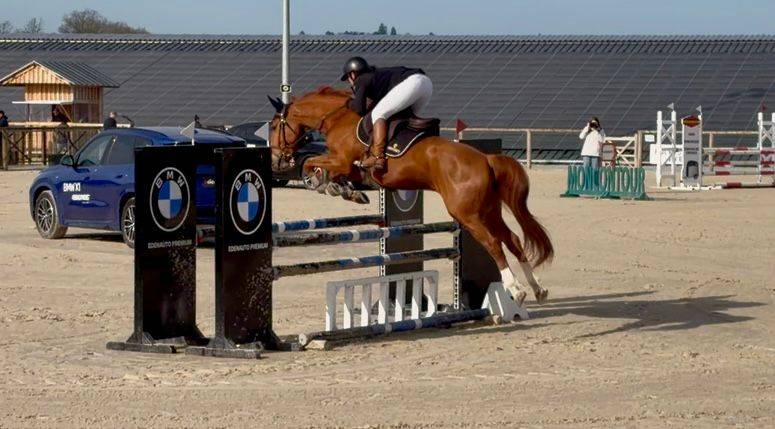 Gelding Selle Fran&ccedil;ais For sale 2020 Chesnut